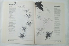 Draw INSECTS Doug DuBosque Scholastic realistic instruction step-by-step 63p Art