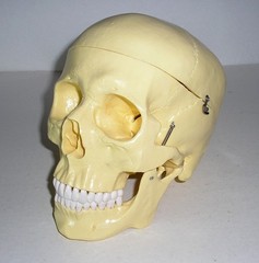 Life-Size Anatomical Resin Plastic Medical Art Model Skull w/ Hinges Spring Jaw