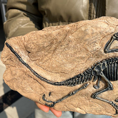 TOP! simulated Jurassic Cretaceous dinosaur skeletal fossil specimens 2.2LB