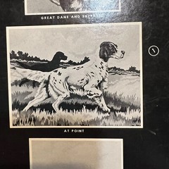 Vtg 1950s NEW Craftint Oil Paint by Number Big 3 Canvas Kit Dogs Spaniel Shepard