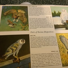 mixed media art supplies lot Read Info Vintage Kid Fairy Farm Birds Artisnal Lot