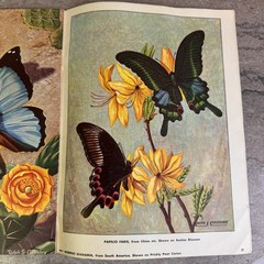Vtg How to Paint Exotic Butterflies Mag. Walter Foster Art Paint Butterfly Pics