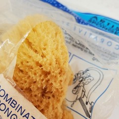 Royal Artist 4 REAL Sea Sponges Natural Ocean Sponge Med Silk & Wool & Yellow