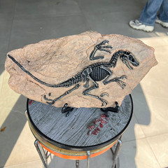 TOP! simulated Jurassic Cretaceous dinosaur skeletal fossil specimens 2.2LB
