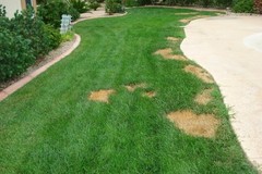 Green Grass Paint for Instant Lawn Makeover