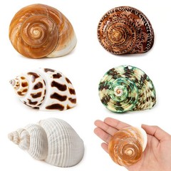 5PCS Medium and Large Hermit Crab Shells | Natural Sea Conch Size 2.2″ – 3.4″, O