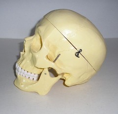 Life-Size Anatomical Resin Plastic Medical Art Model Skull w/ Hinges Spring Jaw