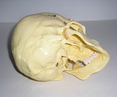 Life-Size Anatomical Resin Plastic Medical Art Model Skull w/ Hinges Spring Jaw