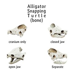 Alligator Snapping Turtle Skull – 1:12 Scale replica for diorama, dollhouse