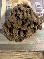 Natural Sea Sponge Faux Painting Beach Collected