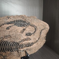 TOP! simulated Jurassic Cretaceous dinosaur skeletal fossil specimens 2.2LB