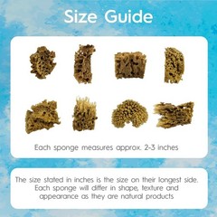 8 Pack Artist Natural Sea Sponges for Painting, Unique Art Tool for Watercolor