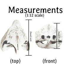 Alligator Snapping Turtle Skull – 1:12 Scale replica for diorama, dollhouse
