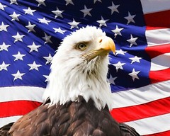 USA – DIY Paint by Number Kit Acrylic Painting Home Decor – American Eagle