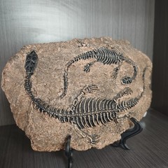TOP! simulated Jurassic Cretaceous dinosaur skeletal fossil specimens 2.2LB