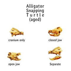 Alligator Snapping Turtle Skull – 1:12 Scale replica for diorama, dollhouse