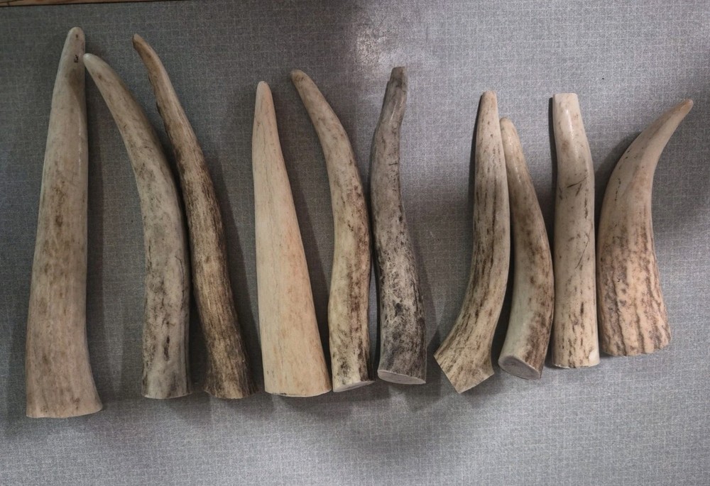 1# Bag Elk Antlers Tips 10 Pieces