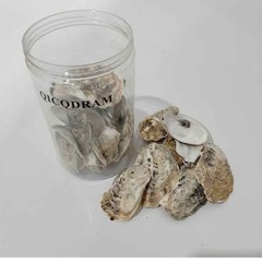 30PCS Oyster Shells 2″-3″ Small Oyster Shells for Crafts Natural Oyster Shells