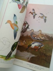 Vintage How to Draw and Paint Birds Magazine Book Walter Foster Art Manual 1960s