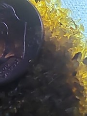 SILICA, # 25 MESH, 200 grams, silicon dioxide particles