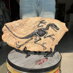 TOP! simulated Jurassic Cretaceous dinosaur skeletal fossil specimens 2.2LB