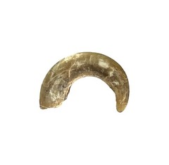Claw of Unknown Wild Animal or Bird 1″ Curved Found on Ground Oklahoma