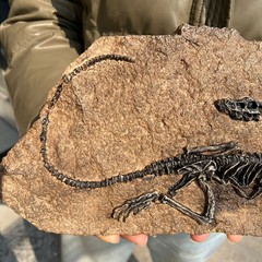 TOP! simulated Jurassic Cretaceous dinosaur skeletal fossil specimens 2.1LB