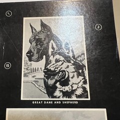Vtg 1950s NEW Craftint Oil Paint by Number Big 3 Canvas Kit Dogs Spaniel Shepard