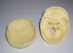Life-Size Anatomical Resin Plastic Medical Art Model Skull w/ Hinges Spring Jaw