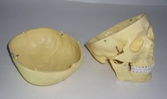 Life-Size Anatomical Resin Plastic Medical Art Model Skull w/ Hinges Spring Jaw
