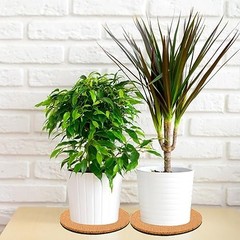 10 Pieces 4 Sizes Cork Plant Coasters, 4/6/8/10 Inch Cork Plant 4-6-8-10 Inch
