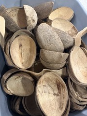 Natural Coconut Shell Halves set of 10