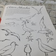 Vintage Drawing And Painting Gulls And Other Sea Birds Book By Ena K Grant