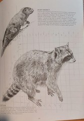 Watson-Guptill Drawing Animals & Birds by Norman Adams Joe Singer Paperback