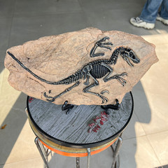 TOP! simulated Jurassic Cretaceous dinosaur skeletal fossil specimens 2.2LB