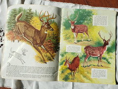How to Draw and Paint Hoofed Animals #78 Walter J Wilwerding Vtg Paperback