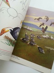 Vintage How to Draw and Paint Birds Magazine Book Walter Foster Art Manual 1960s
