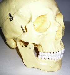 Life-Size Anatomical Resin Plastic Medical Art Model Skull w/ Hinges Spring Jaw