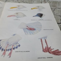 Vintage Drawing And Painting Gulls And Other Sea Birds Book By Ena K Grant