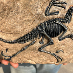 TOP! simulated Jurassic Cretaceous dinosaur skeletal fossil specimens 2.2LB