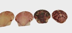 Purple Maroon Gray And Pink Colored Shells 10 Count As Shown Plus Bonus Shells