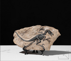 TOP! simulated Jurassic Cretaceous dinosaur skeletal fossil specimens 2.2LB