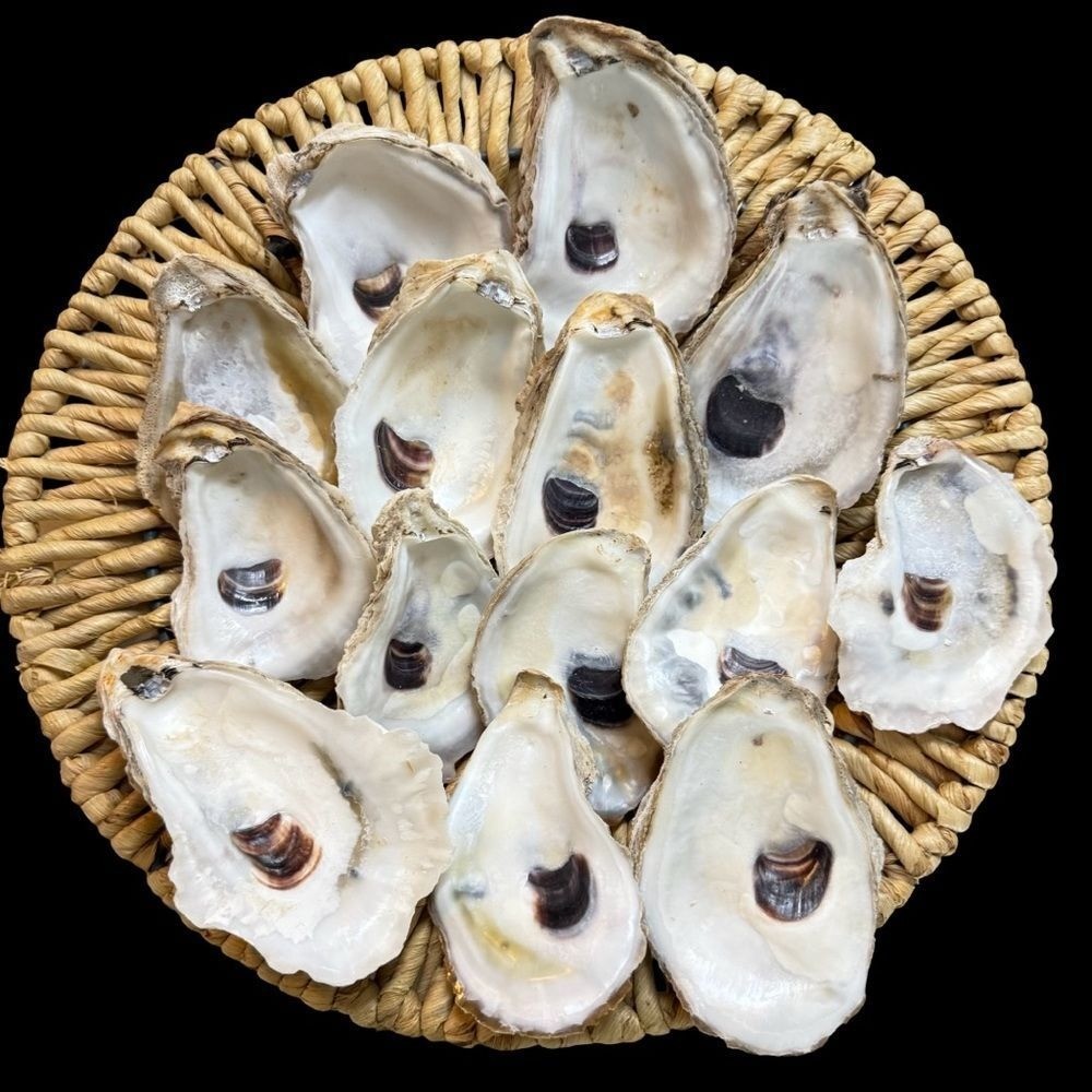 12pc Natural Atlantic Oyster Shells Large Coastal Decor DIY Crafting Supplies