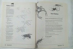 Draw INSECTS Doug DuBosque Scholastic realistic instruction step-by-step 63p Art