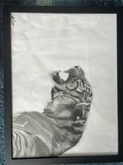 Charcoal And Pencil Realistic Tiger 20 X 26 In (with Frame) Portrait