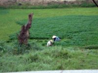 A nice chat in a rice paddy.